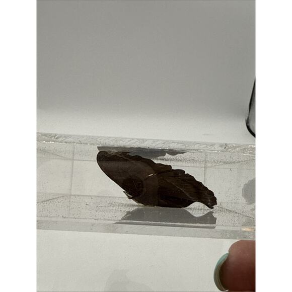 Vtg Great Blue Hookwing. Napeocles jucunda, Mounted butterfly Plexiglass Signed - Picture 16 of 16